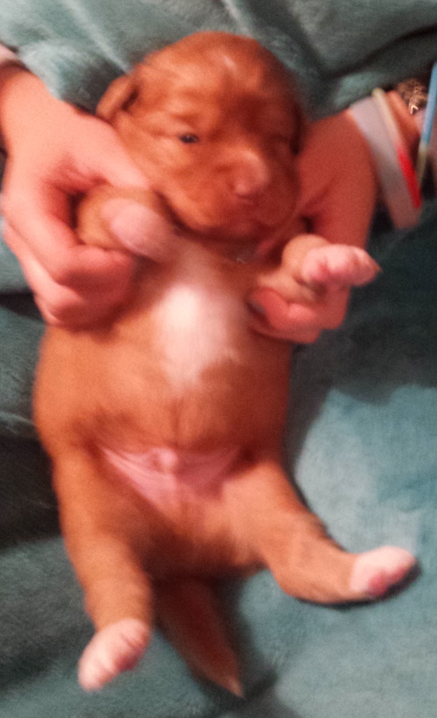 Asterix