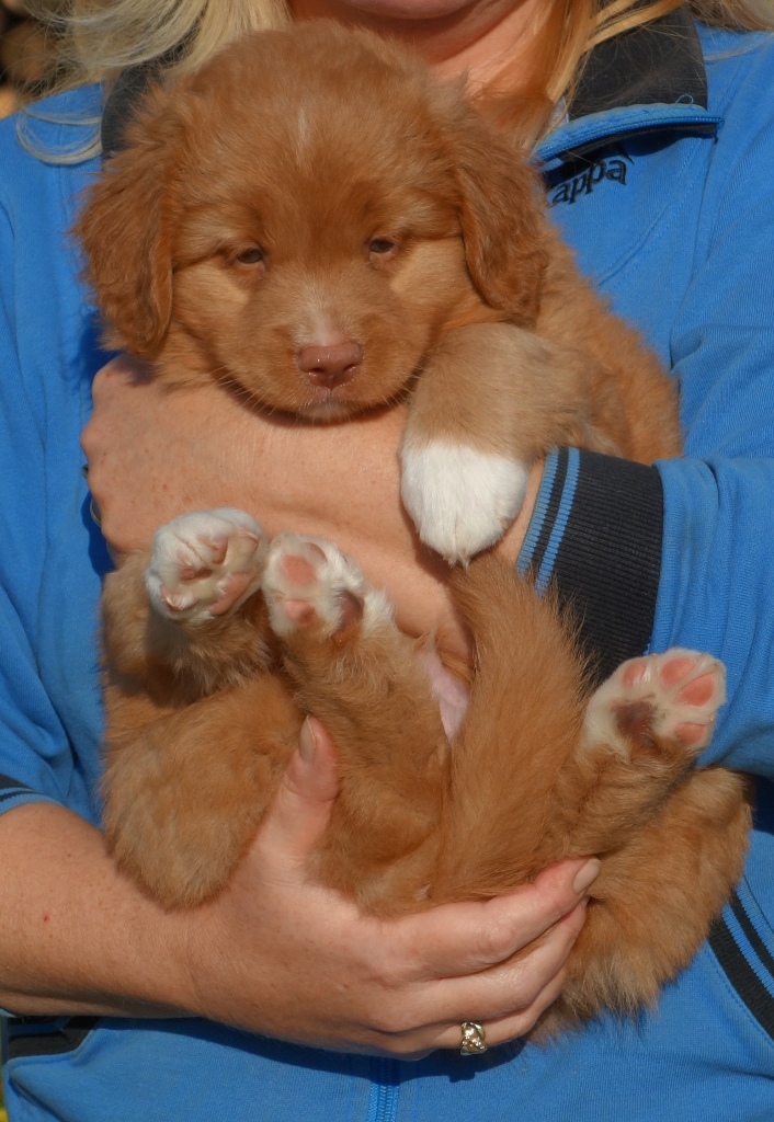 Teddy